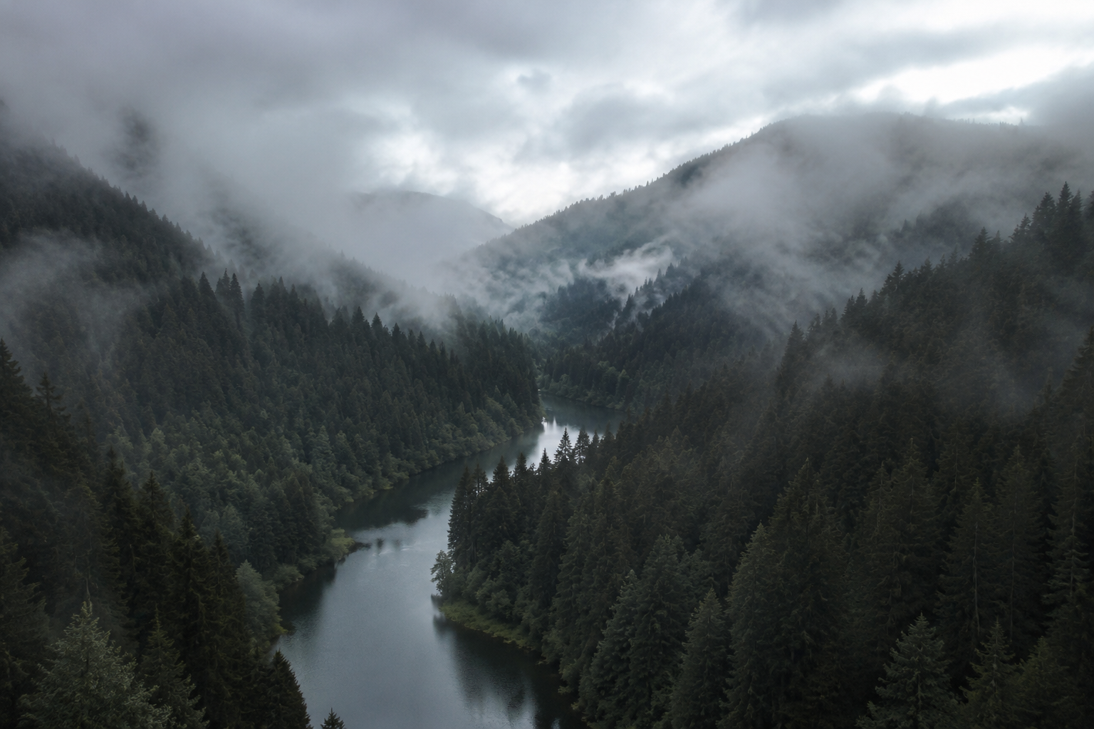 Rainforest Stillness fine-art landscape